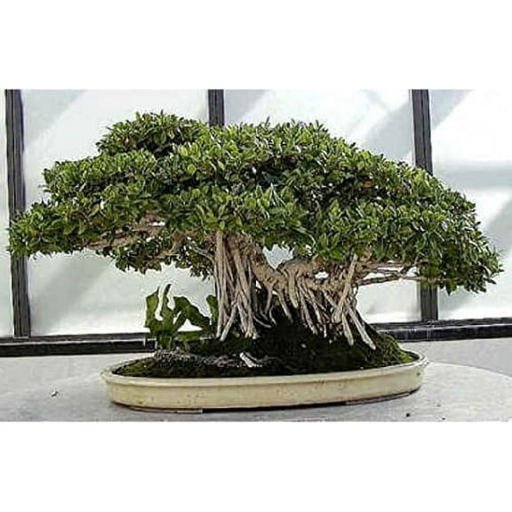 CZ Grain 30 Banyan Ficus Plant Seeds, Rare Bonsai Specimen