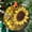 And Sunflower1048, variant on Bald Eagle Ornament Suncatcher Patriotic Window Hanging Eagle Family Nest Art Wildlife Decor Fathers Day Gift for Him, 2025, Holiday 2025, Holiday Decoration,