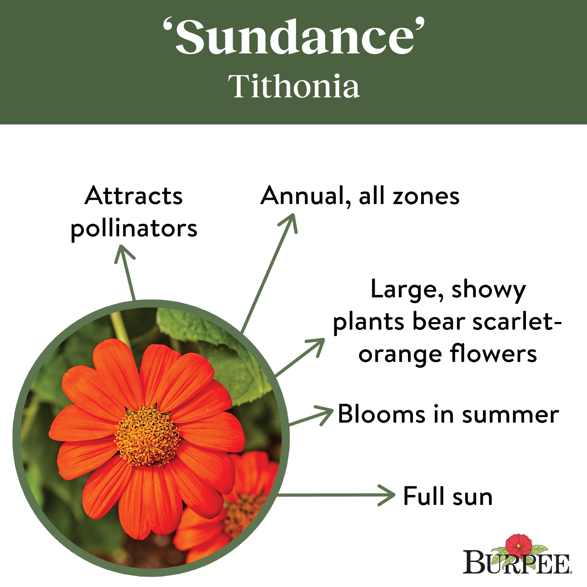 Burpee Sundance 1 Tithonia Flower Seeds, Attract Hummingbirds and Butterflies