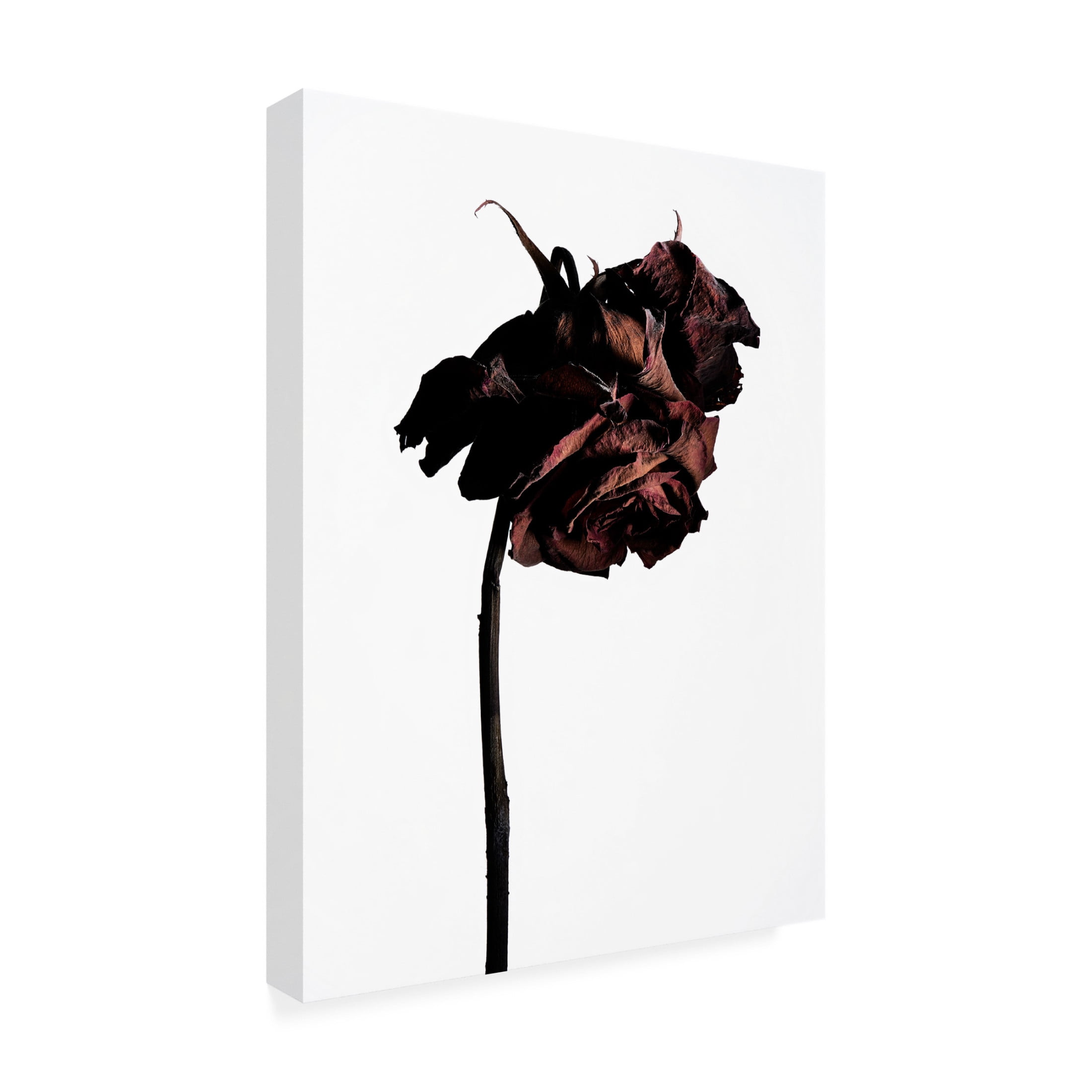 Trademark Fine Art Shiro Miyake  dried flower Canvas Wall Art