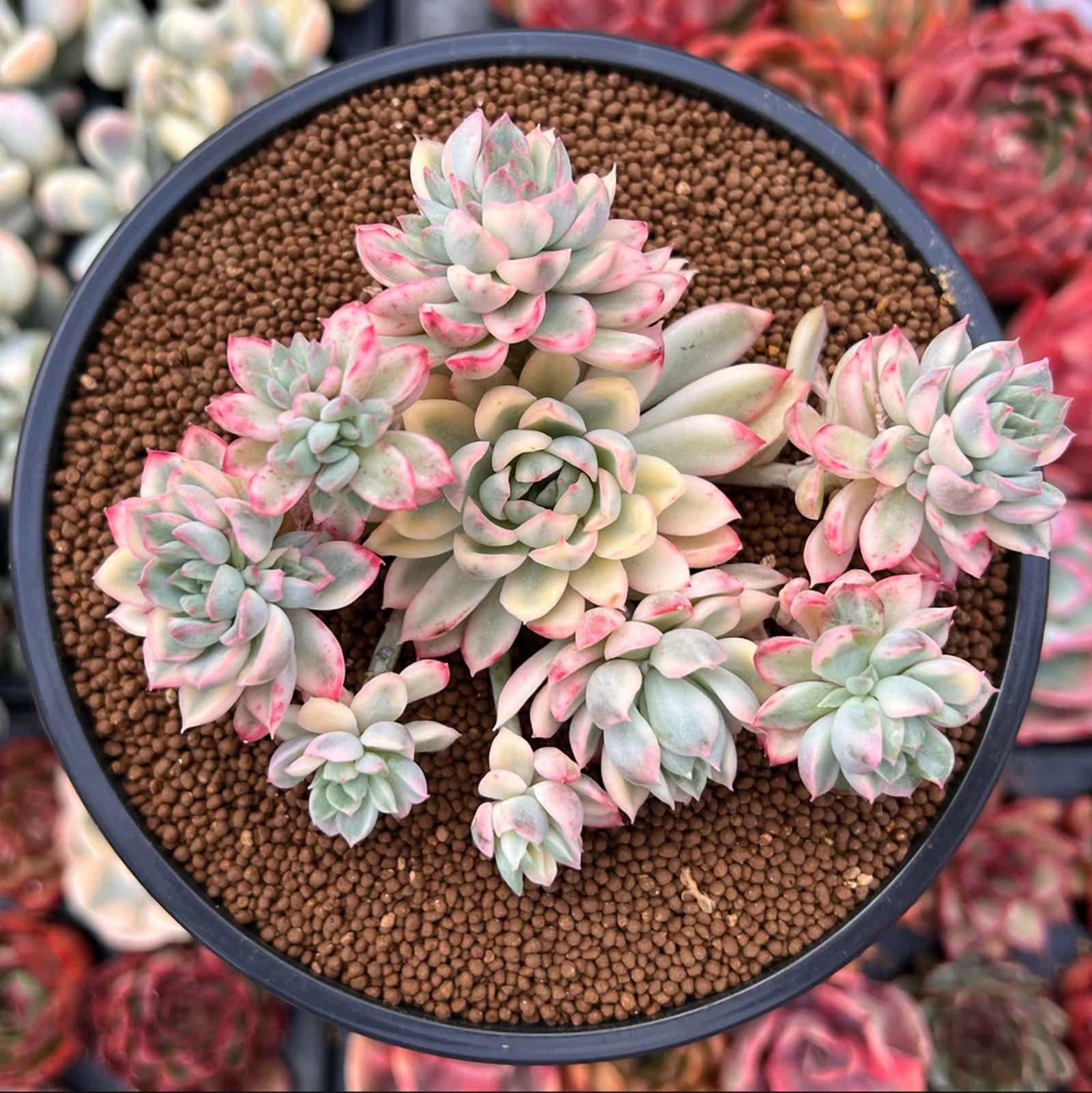Echeveria Mebina Variegated Succulent Live Plant 2 Inch for Indoor Outdoor Home Office Garden Decor
