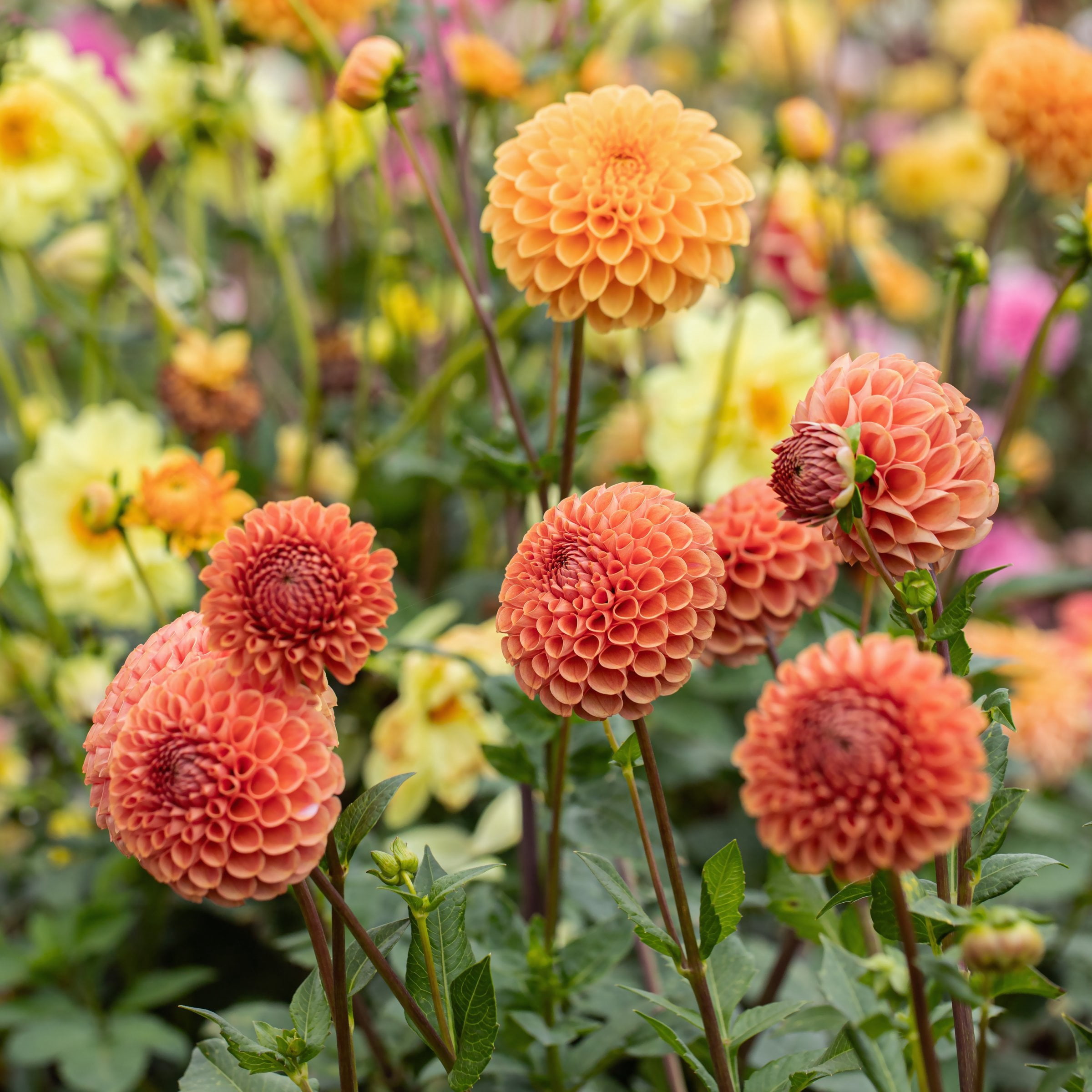 National Plant Network Dahlia Ball Mixed Bulbs (5-Pack)