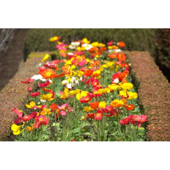 Seedville 2500 Iceland Poppy Mix Papaver Nudicaule Flower Seeds