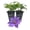 2 Plants, variant on Clematis Bijou - Live Starter Plant in a 2 Inch Growers Pot - Starter Plants Ready for The Garden - Rare Clematis for Collectors