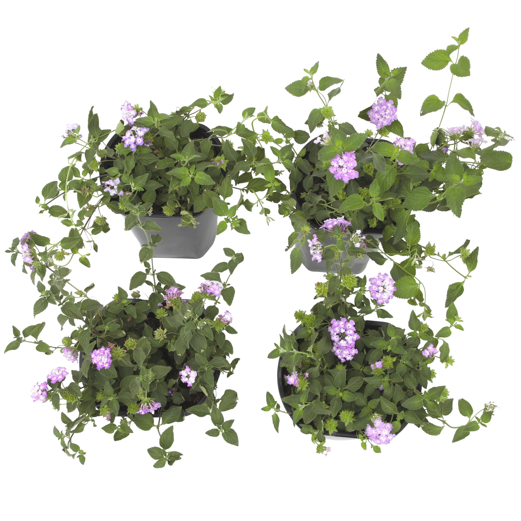 Altman Plants Purple Lantana Flowers 4-Pack, 1 Qt. Pots, Full Sun, Live Outdoor Plants