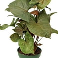thumbnail image 4 of BLOSSOM BOOM GARDEN CENTER 10-12 in Syngonium Maria Allusion Live Plant in 4 in Pot, 4 of 5