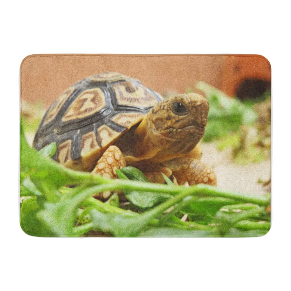 SIDONKU Baby Leopard Tortoise Walking Slowly and Sunbathe on Ground His ...