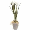 Potted Paper Whites Cream