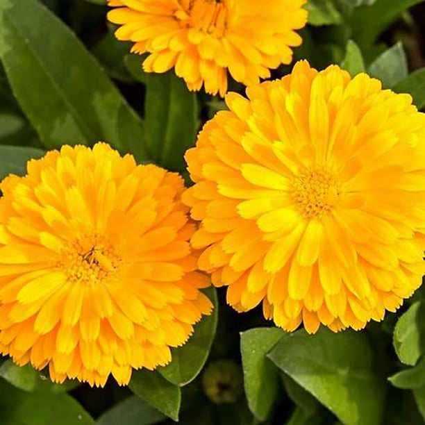 Calendula officinalis Calexis Edible Flower Mosquito/Insect
