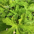 thumbnail image 6 of Pelargonium Citrosum, Citronella, Scented Geranium - Pot Size: 4.5" - Fragrant Plants, Plants, 6 of 6