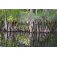 thumbnail image 2 of Jones, Adam 18x13 White Modern Wood Framed Museum Art Print Titled - Early spring view of cypress trees reflecting on blackwater area of St Johns River-central Florida, 2 of 4