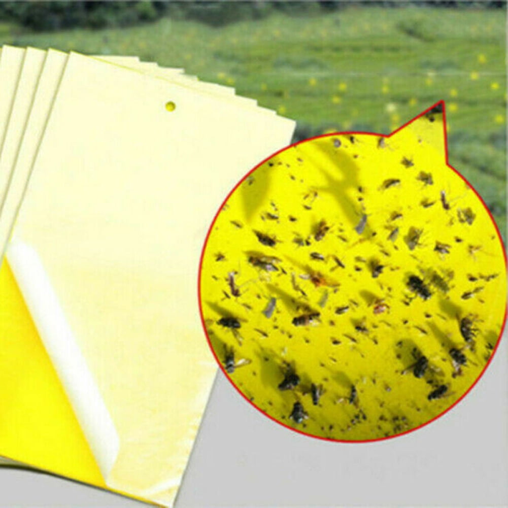 Yellow Sticky Fly Traps • GrabOne NZ
