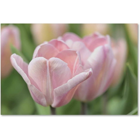 Trademark Fine Art 'Pink Tulip Baronesse' Canvas Art by Cora Niele