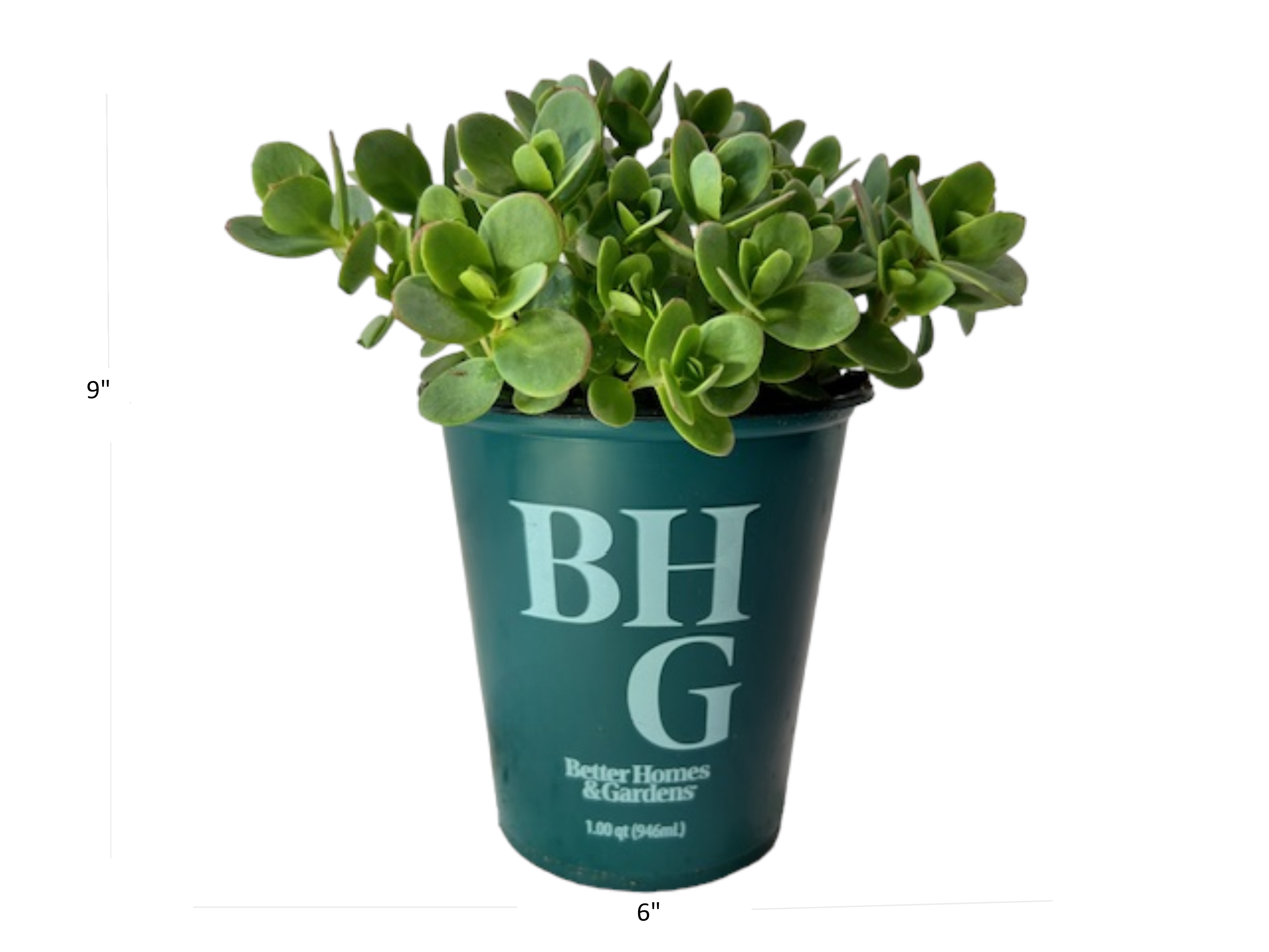 Better Homes and Gardens Outdoor Live Plant Sedum Stonecrop