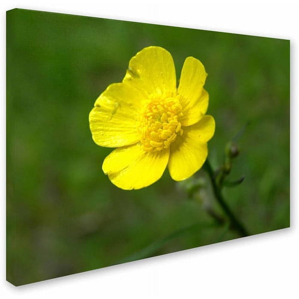 Trademark Fine Art "Unadorned" Canvas Art by Monica Fleet