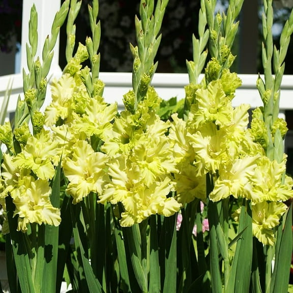 Green Flash Parrot Gladiolus Flower Bulbs - 10 Bulbs Per Pack - Attracts Butterflies and Hummingbirds - Deer Resistant - Good as Cut Flowers - Perennializing