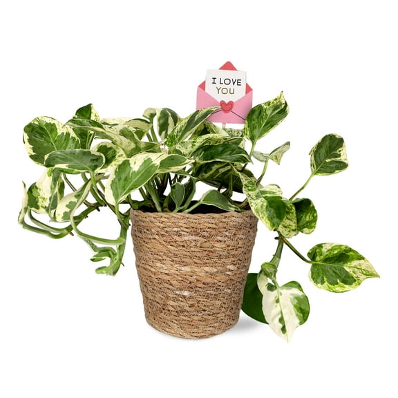 5IN Pothos (Love You Edition) – Seagrass Pot – “I Love You Envelope”
