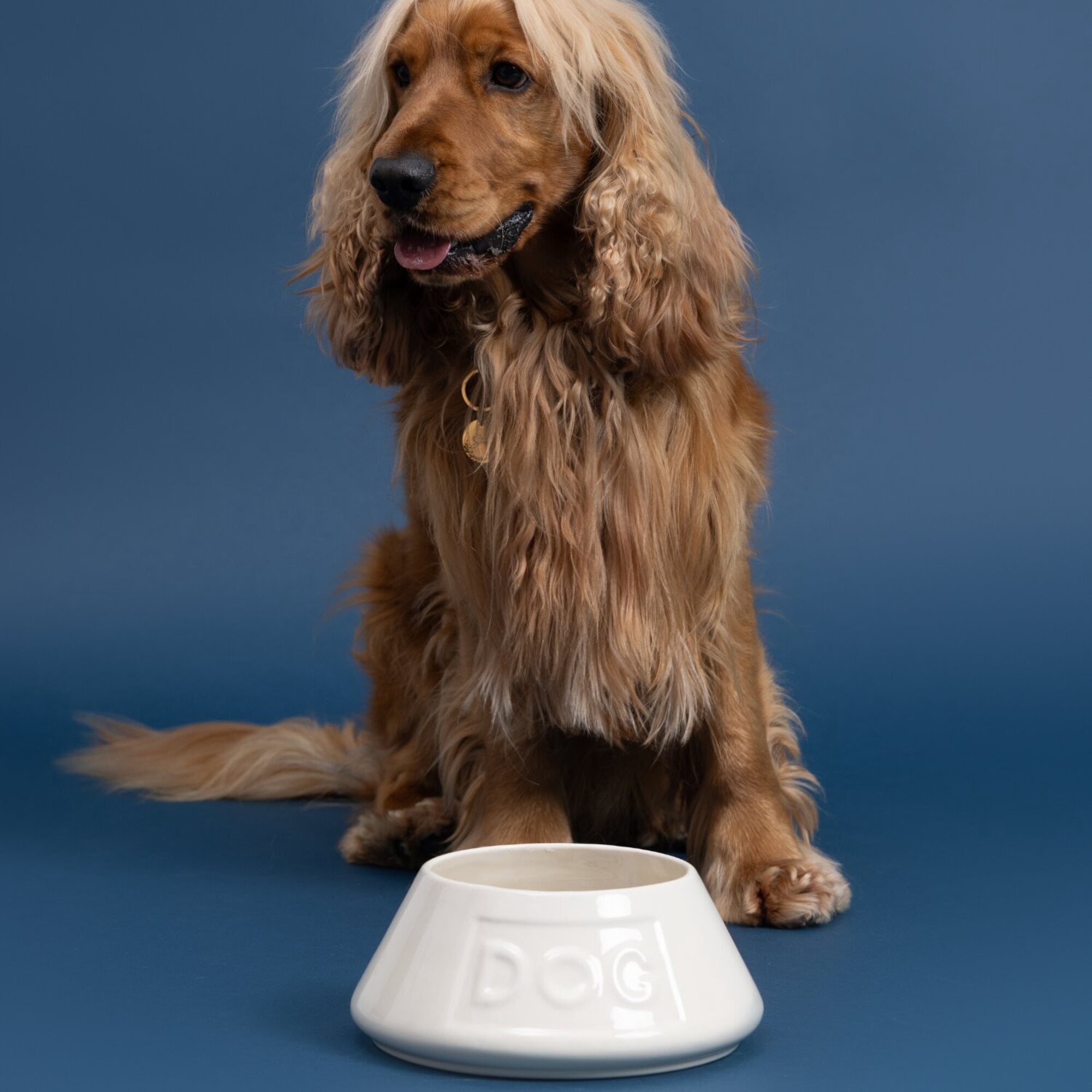 Mason Cash: Non-Tip Dog Bowl - Cream - 8.3", 54oz - Durable Ceramic Food & Water Angled Dish, Microwave-Dishwasher Safe, Pet Meal Feeding & Hydration