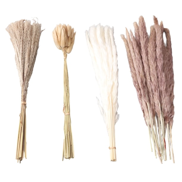 Hierba de caña esponjosa, hierba de pampa seca natural, flores secas, caña marrón, pampa blanca, resultados impresionantes Jadeshay A