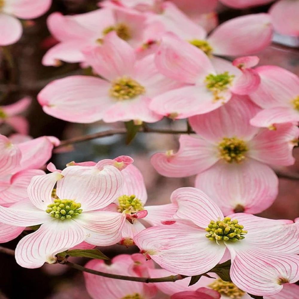Expert Gardener 1- 1.5 ft tall Cherokee Brave Dogwood Live Tree in 1-Gallon Grower Pot