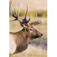 thumbnail image 2 of Lord, Fred 13x18 White Modern Wood Framed Museum Art Print Titled - CO, Rocky Mts Bull elk with full rack of antlers, 2 of 4