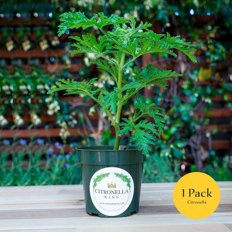 Indoor Live Large Citronella Plant, Mosquito Plant, Fully Rooted in 4""  Premium Nursery Pot" - Walmart.com
