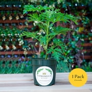 1 Citronella Plant in 4” Nursery Pot