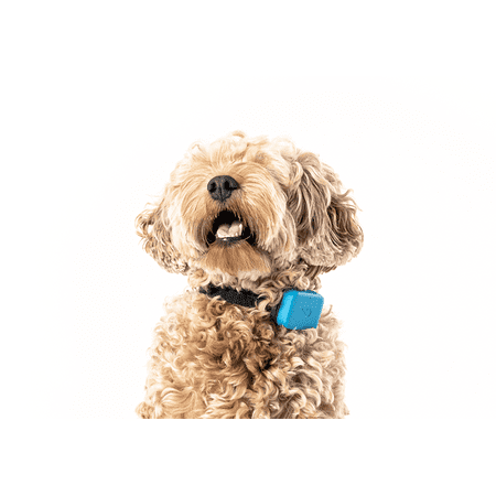 Whistle GO Dog GPS Tracking Device and Pet Health Monitoring System Compatible With Twist & Go Dog Tracking Collar, Blue
