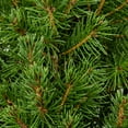 thumbnail image 3 of (2 pack) Expert Gardener 2.5QT Alberta Spruce Dwarf Live Shrub Plant Sun, 3 of 8
