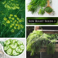 thumbnail image 4 of Sow Right Seeds Dill Herb Seeds, Non-GMO Heirloom Varieties, 4 of 5