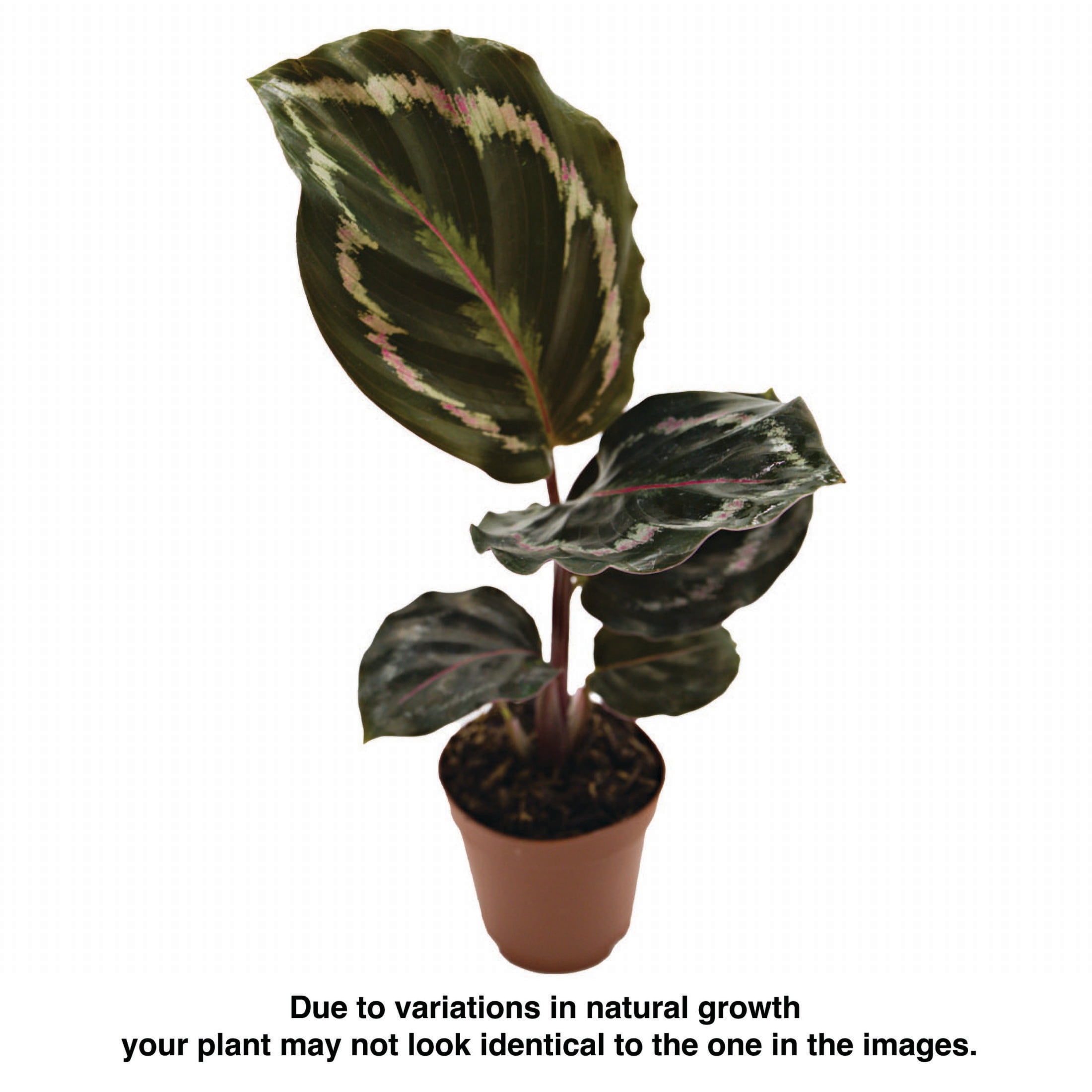 ReptiCulture Assorted Calathea Tropical 2" Pot 3 pk