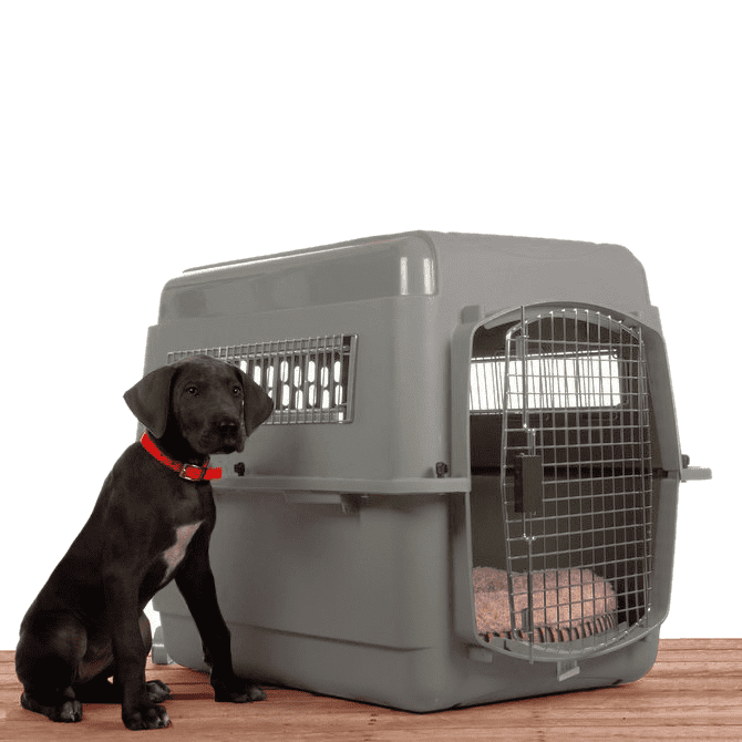 Petmate Sky Kennel Airline Cargo Crate Large IATA On Sale