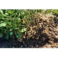 thumbnail image 3 of TomorrowSeeds - Jumbo Bailey Virginia Peanut Seeds - 60+ Count - For 2026 Planting Top Producer, 3 of 11