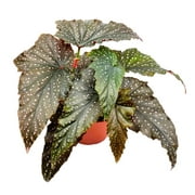 Little Miss Mummey Angel Wing Cane Begonia, 6 inch, Angel Wings