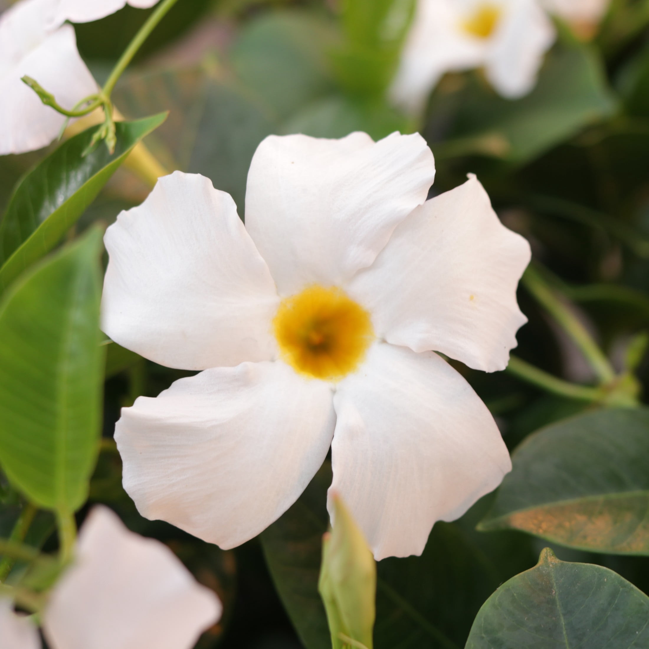 Proven Winners 5" Bombshell White Rocktrumpet Live Plant in 4.5" Pot (4 Count)