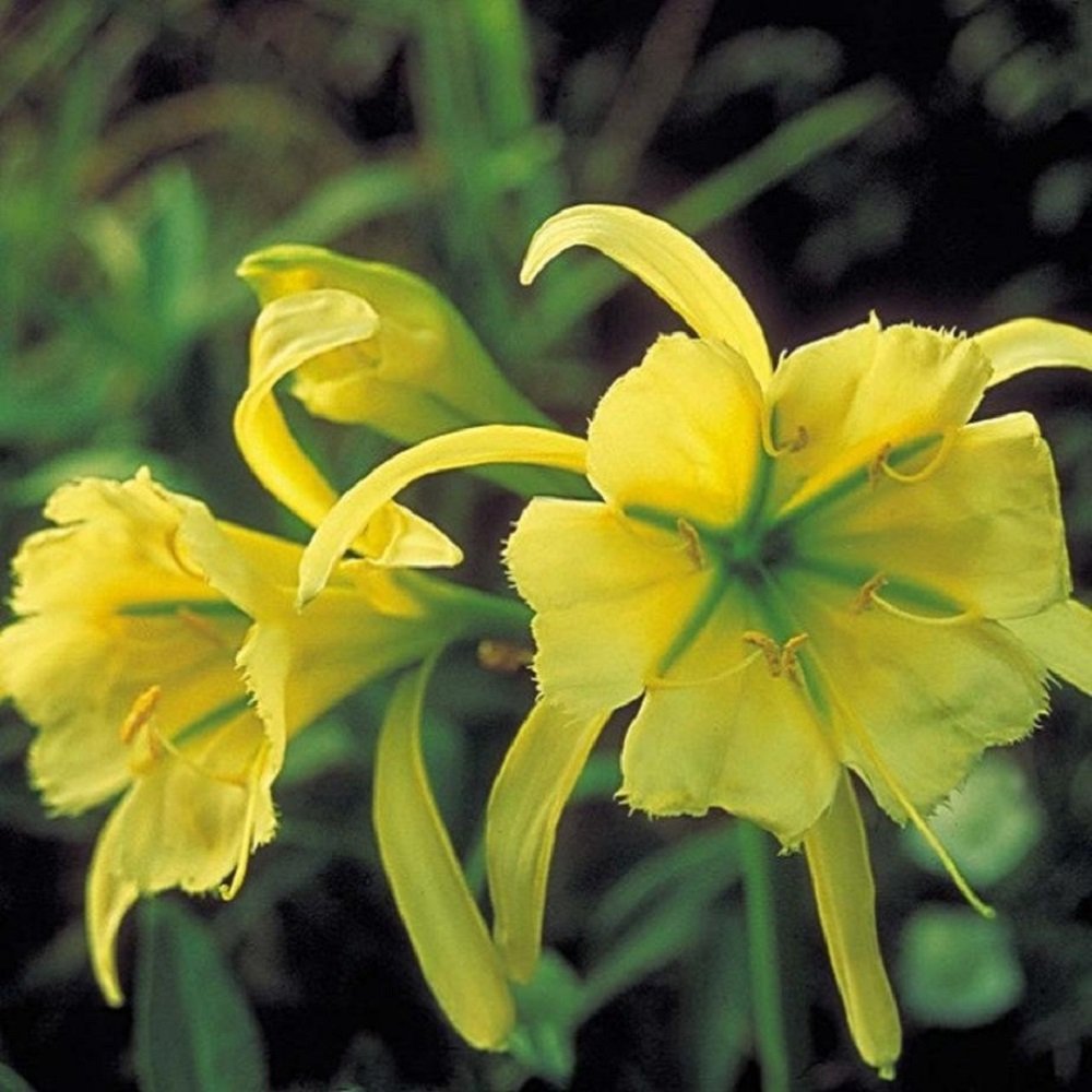 Sulphur Queen Peruvian Daffodil Bulb Hymenocallis Fragrant
