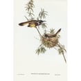 thumbnail image 2 of Gould, John 11x14 Black Modern Framed Museum Art Print Titled - Long-billed Honey-eater-Meliphaga longirostris, 2 of 4