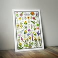 thumbnail image 4 of Missouri Wildflowers Poster - Native Prairie Blooms - Educational Science Chart of Missouri Flowers, 4 of 5