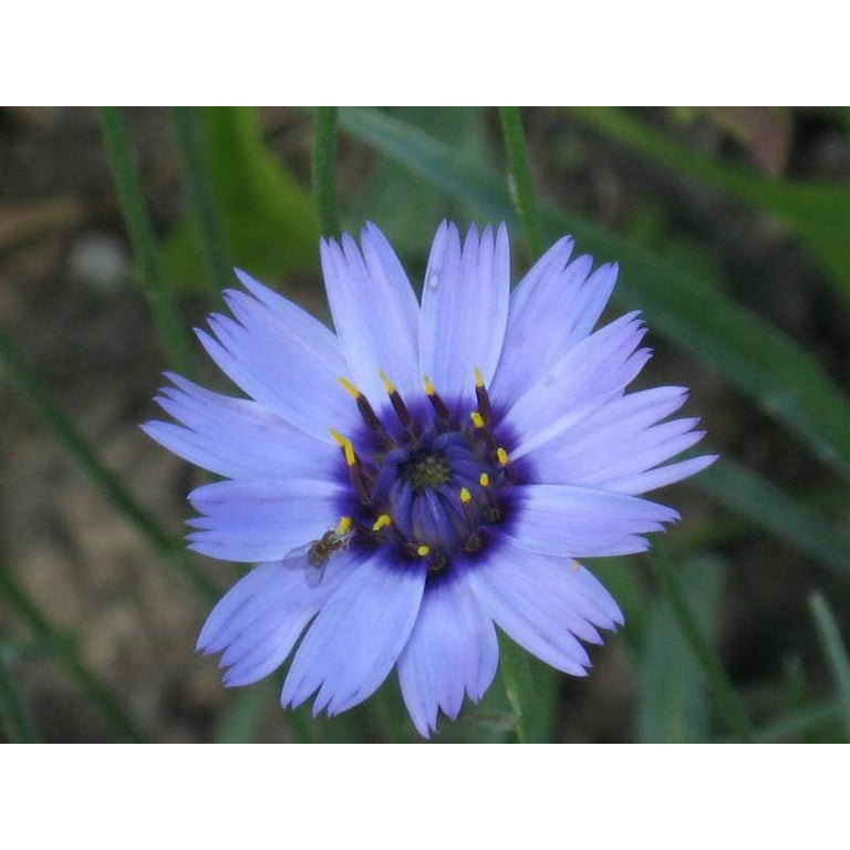 catananche-caerulea-ppgbbe-intranet-biologia-ufrj-br