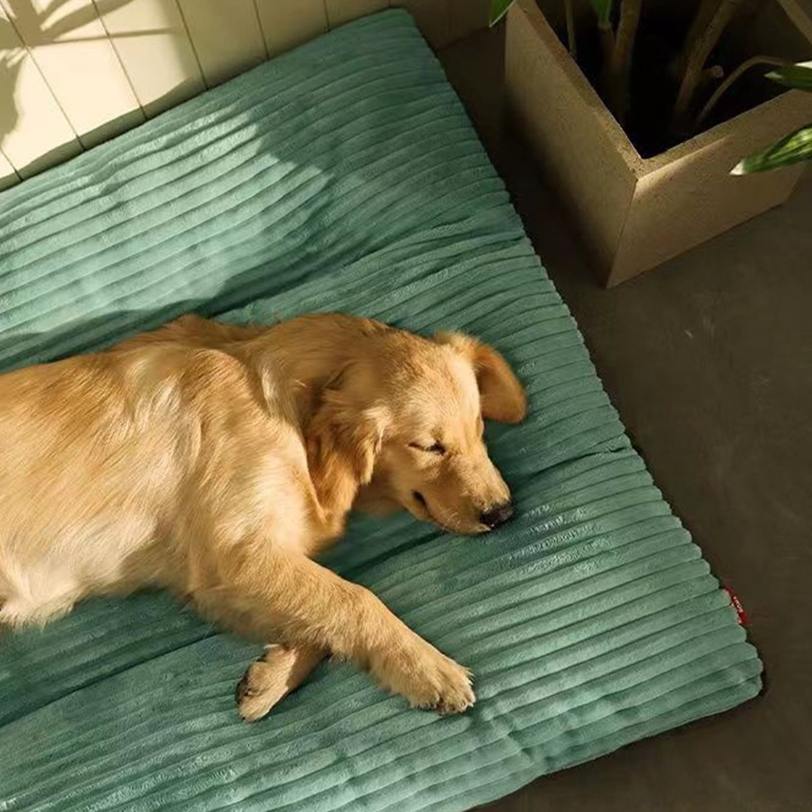Bxaolu Dog Bed for Medium/Large Dogs, Cute Foam Dog Beds with Removable Cover, Corduroy Comfort Furry Dog Mats for Indoor Dogs (19x24 Inches )