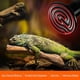 thumbnail image 5 of E27 100W Emisor Animal Calentador Bombilla Infrarroja Calentador De Cerámica, Lámpara De Reptil Para Anfibios, Serpientes, Pájaros, Tortugas, Gatos, Perros, Paquete De 2 ER, 5 of 5