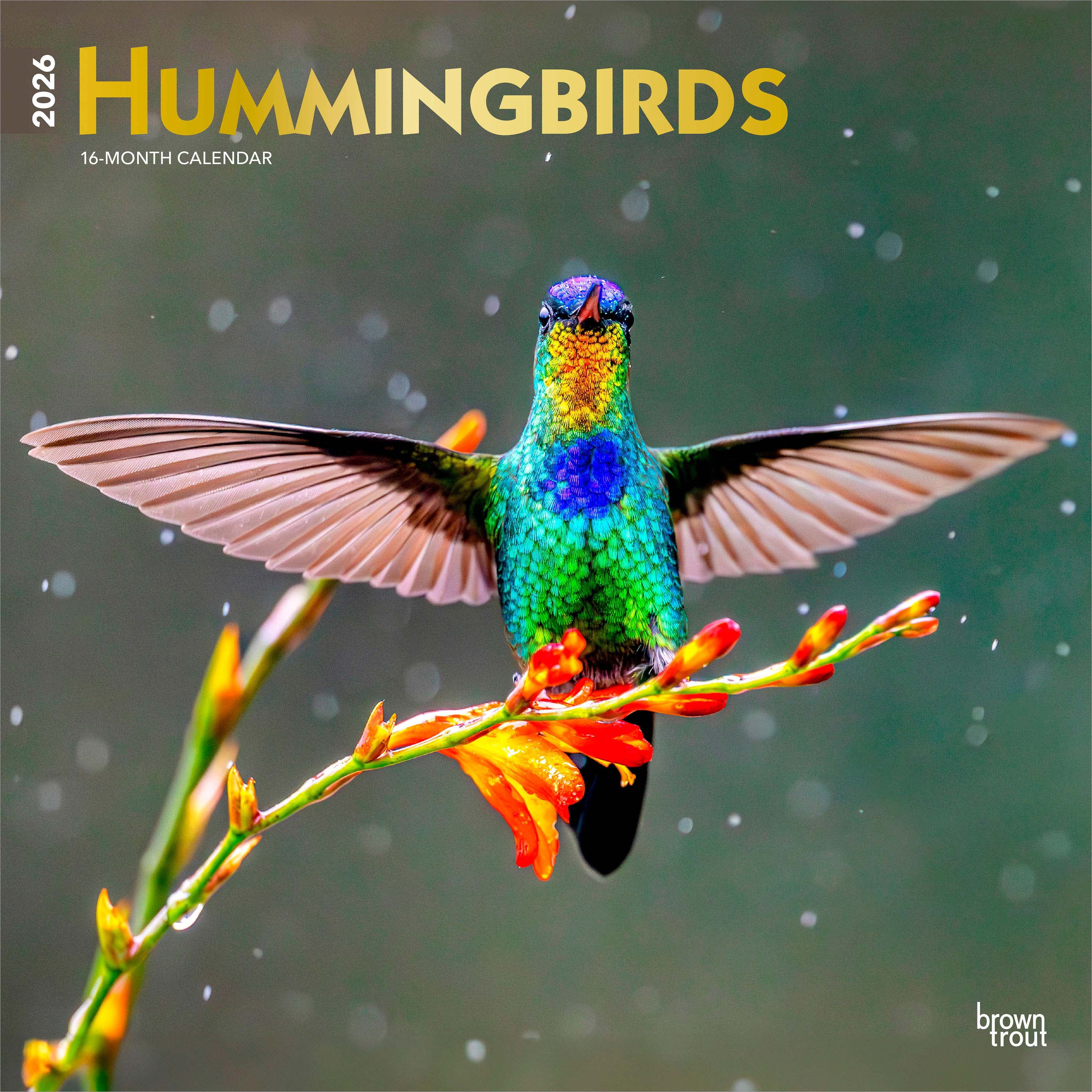 Colibris 2026 Carré DÉJOUER