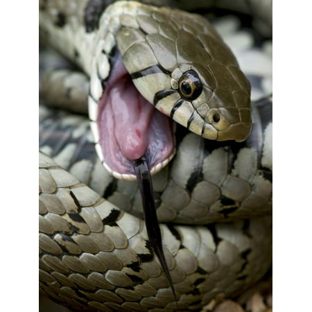 Grass Snake Feigning Death, Hertfordshire, England, UK Print Wall Art By Andy (Best Grass For New England)