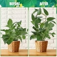 thumbnail image 6 of 4pcs 4 styles Iron Flower Plant Supports Ornament Display Stand for Garden Office and Balcony Decoration Golden 281~340x90~100.5x4mm 1pc/style, 6 of 9