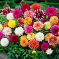 thumbnail image 1 of Flower Bulbs - Dahlia Decorative Assorted (5 Bulbs), 1 of 1