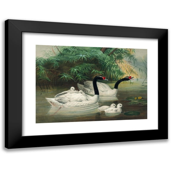 Joseph Wolf 14x11 Black Modern Framed Museum Art Print Titled - The Black-Necked Swan (1861-1867)