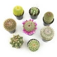 thumbnail image 4 of Altman Plants Live Cactus Plants 8-Pack - Succulent Plant - DIY Wedding - Full Sun - 2.5-Inch Pots, 4 of 8