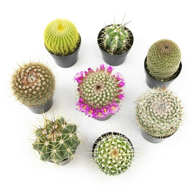 4'' Assorted Cactus