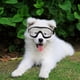 thumbnail image 5 of Gafas de sol para perros - Gafas para perros - Gafas para perros Protección UV a prueba de viento Gafas para mascotas Gafas protectoras para cachorros y gatos, 5 of 5