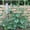 Natural Tan, variant on Plant Stakes 16inch, 20Pcs Natural Bamboo Sticks Garden Stakes, RibRave Plant Support Stakes for Indoor & Outdoor Plants, Orchid Tomato Vegetable Stakes for Garden